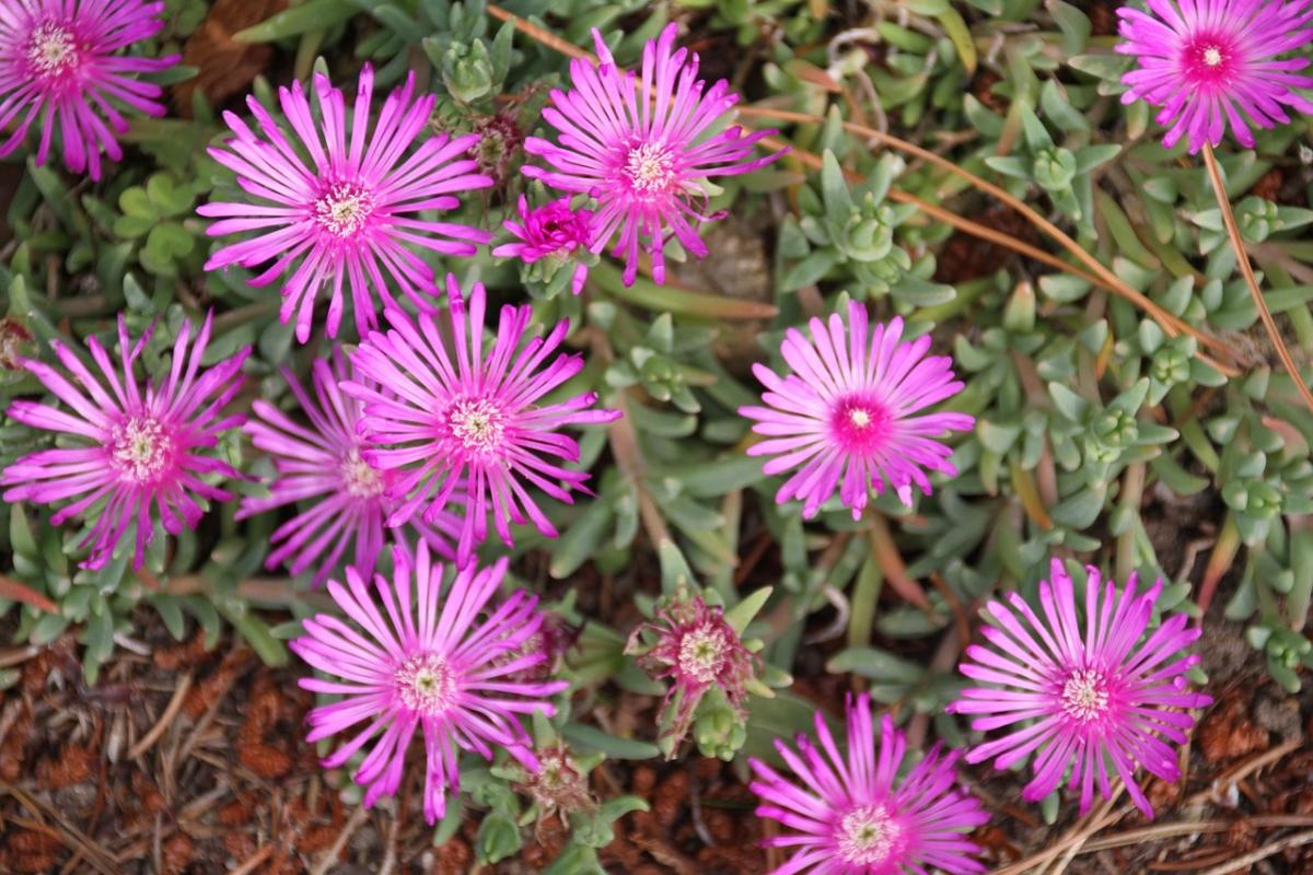 Kakvo cvijeće posaditi na grobu / foto pexels.com