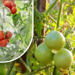 Dvjesto grama i zreli su: vrtlarica podijelila svoju staromodnu metodu