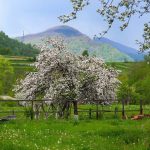 Iskusni ljetni stanovnici uvijek to rade sa stablom jabuke u