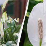 Spathiphyllum će cvjetati godinama ako ga u jesen držite podalje