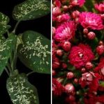 Tri sobne biljke koje privlače štetočine u kuću