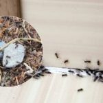 Zbogom, dosadni štetnici: kako se riješiti mrava jednom zauvijek