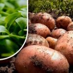 Zemlja će biti poput paperja: vrtlar je rekao što posijati