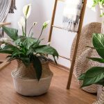 Gdje staviti spathiphyllum da cvjeta: 5 najboljih mjesta u kući