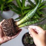 Imenovano je 7 biljaka koje će privući sreću i pozitivnu