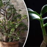 Još uvijek se može spasiti: kako razumjeti da stablo novca