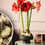 Kako čuvati lukovice amarilisa: vrtlari su otkrili tajne ponovnog cvjetanja