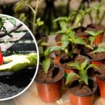 Kako izračunati vrijeme sjetve sadnica paprike: jednostavna metoda korak po