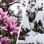 Kako sačuvati magnoliju zimi: 6 savjeta kako spriječiti smrzavanje cvijeća