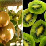 Kako uzgajati kivi kod kuće na prozorskoj dasci: najbolje sorte