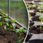 Kalendar sjetve za siječanj 2026.: najbolji dani za sjetvu sadnica