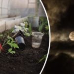 Kalendar sjetve za veljaču 2026.: najbolji dani za sjetvu sadnica