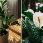 Koju biljku je najlakše uzgajati kod kuće: lagane i lijepe