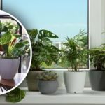 Lišće ne žuti zbog starosti: kakva voda polako uništava sobne