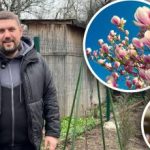 Magnolija bez cvijeća: stručnjak govori o glavnim pogreškama vrtlara