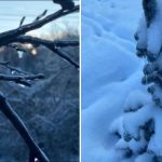 Može uništiti 70% usjeva: zašto je led na drveću opasan