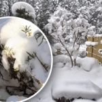 Prijetnja ispod bijelog pokrivača: kada višak snijega može naštetiti biljkama