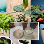 Procvat će za jedan dan: recept za moćno gnojivo za