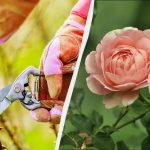 Sada je najbolje vrijeme za reznice ruža: evo kako ih
