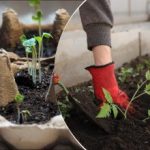 Što saditi u siječnju 2026.: popis povrća za ranu i