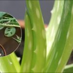 Što učiniti ako aloja počne trunuti: jednostavni koraci za spašavanje