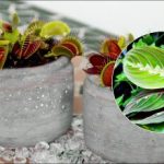 Zalijevanje vodom iz slavine je opasno: koje sobne biljke mogu