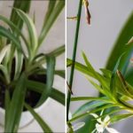 Zašto klorofitum vene zimi: znakovi upozorenja koji se ne mogu