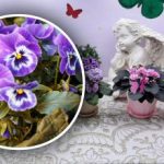 Zašto ljubičica “odbija” cvjetati: razlog koji većina ljudi zanemaruje