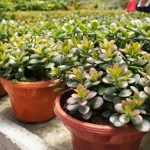 Zašto stablo novca baca lišće: vrtlari su naveli 8 glavnih